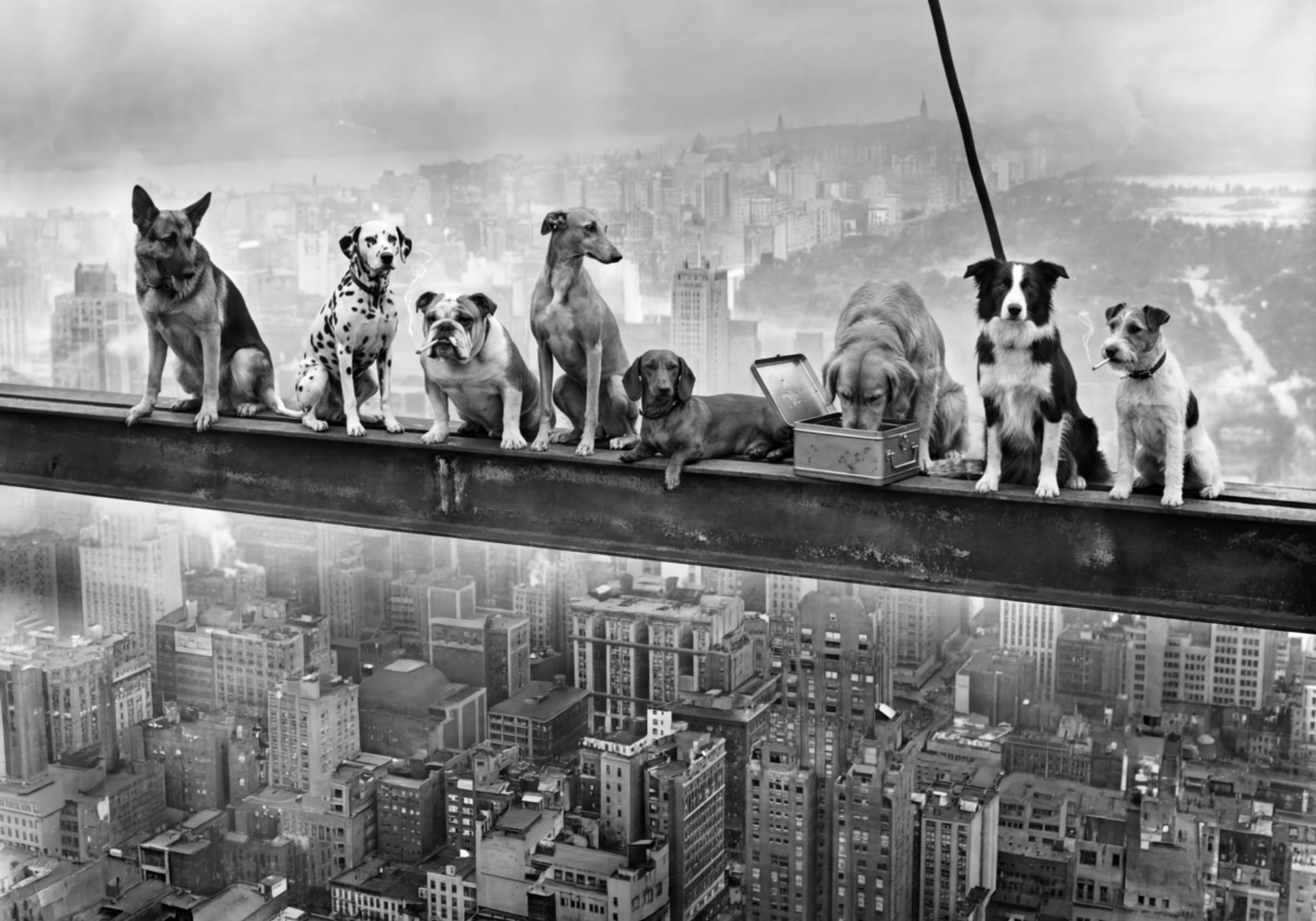 Daring City Dogs
