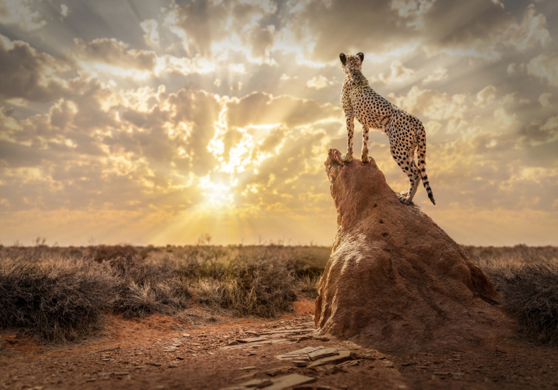 Cheetah At Sunset