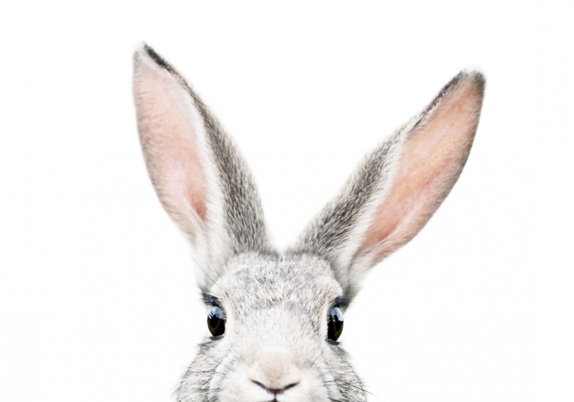 Peeking Bunny