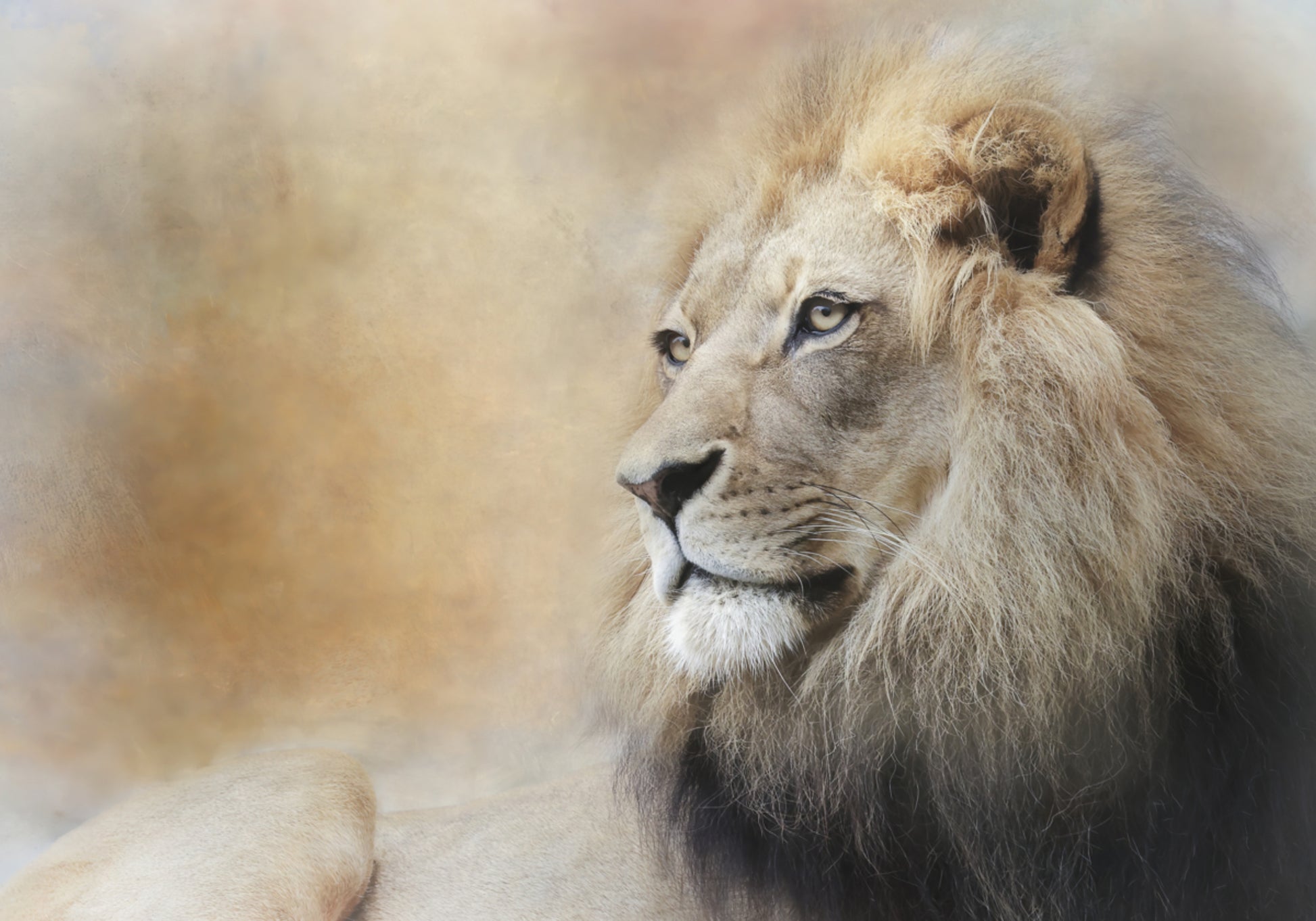 Majestic Lion Gaze