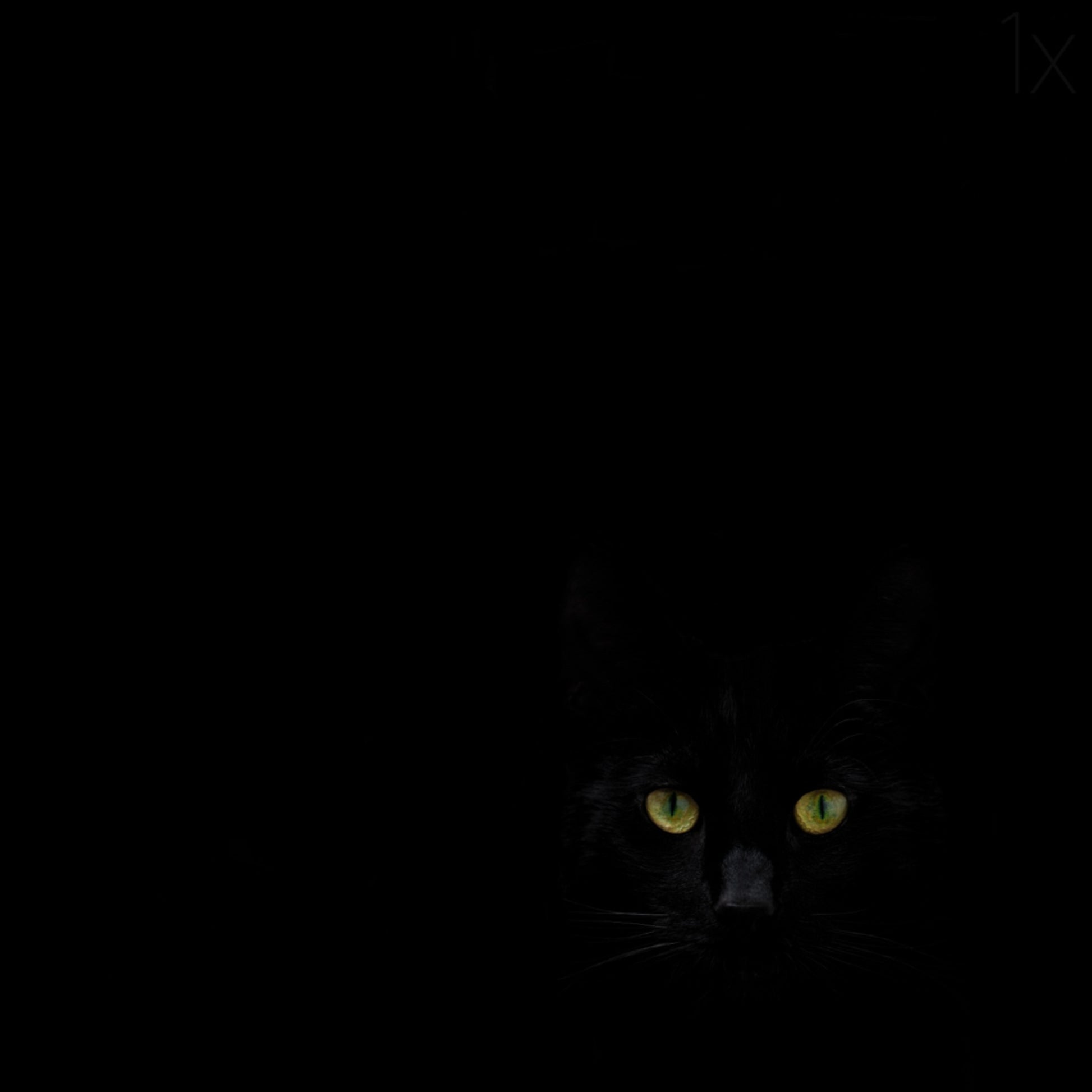 Black Cat's Gaze
