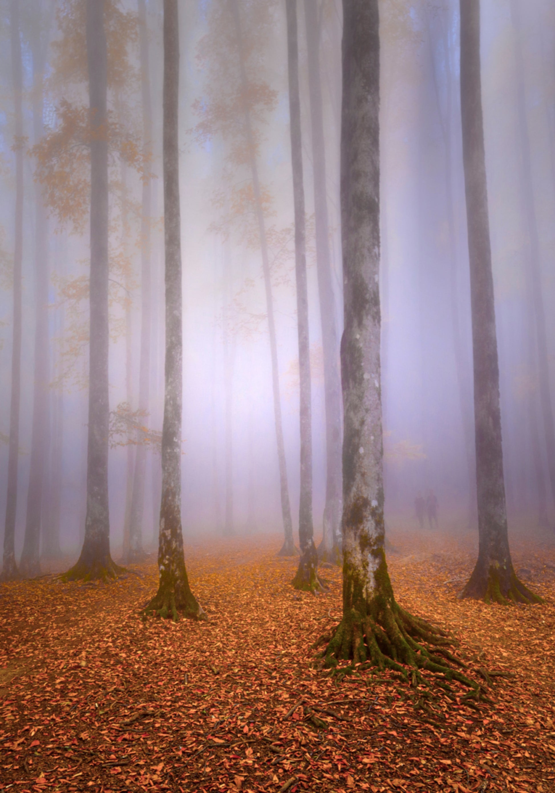 Misty Autumn Forest