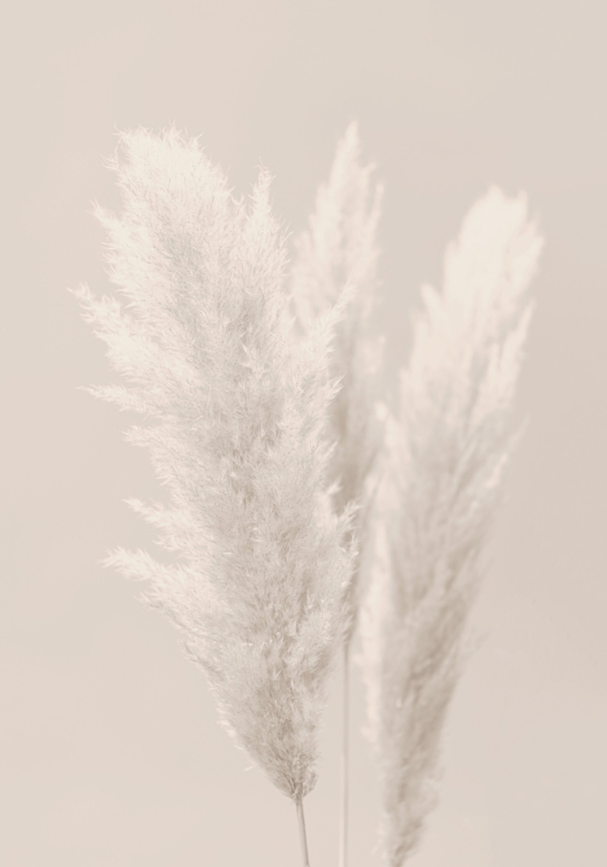 Soft Pampas Plumes