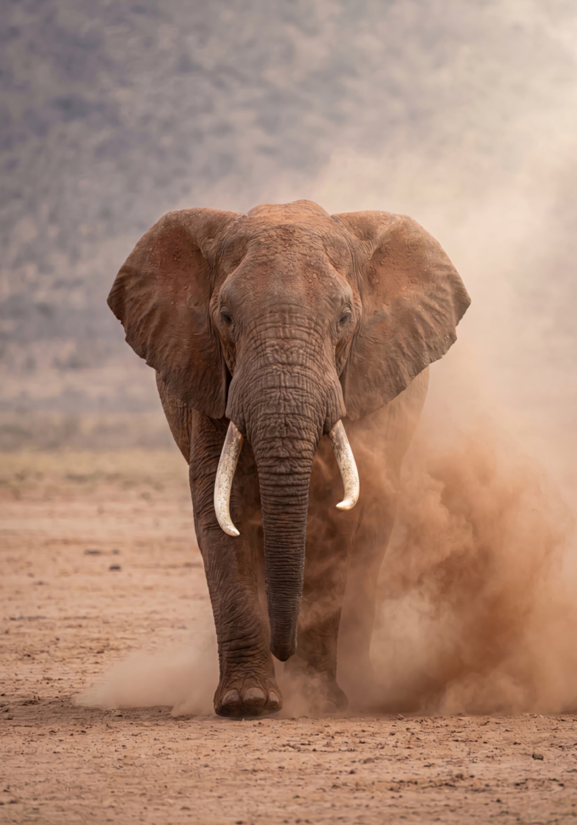 Powerful Dusty Elephant