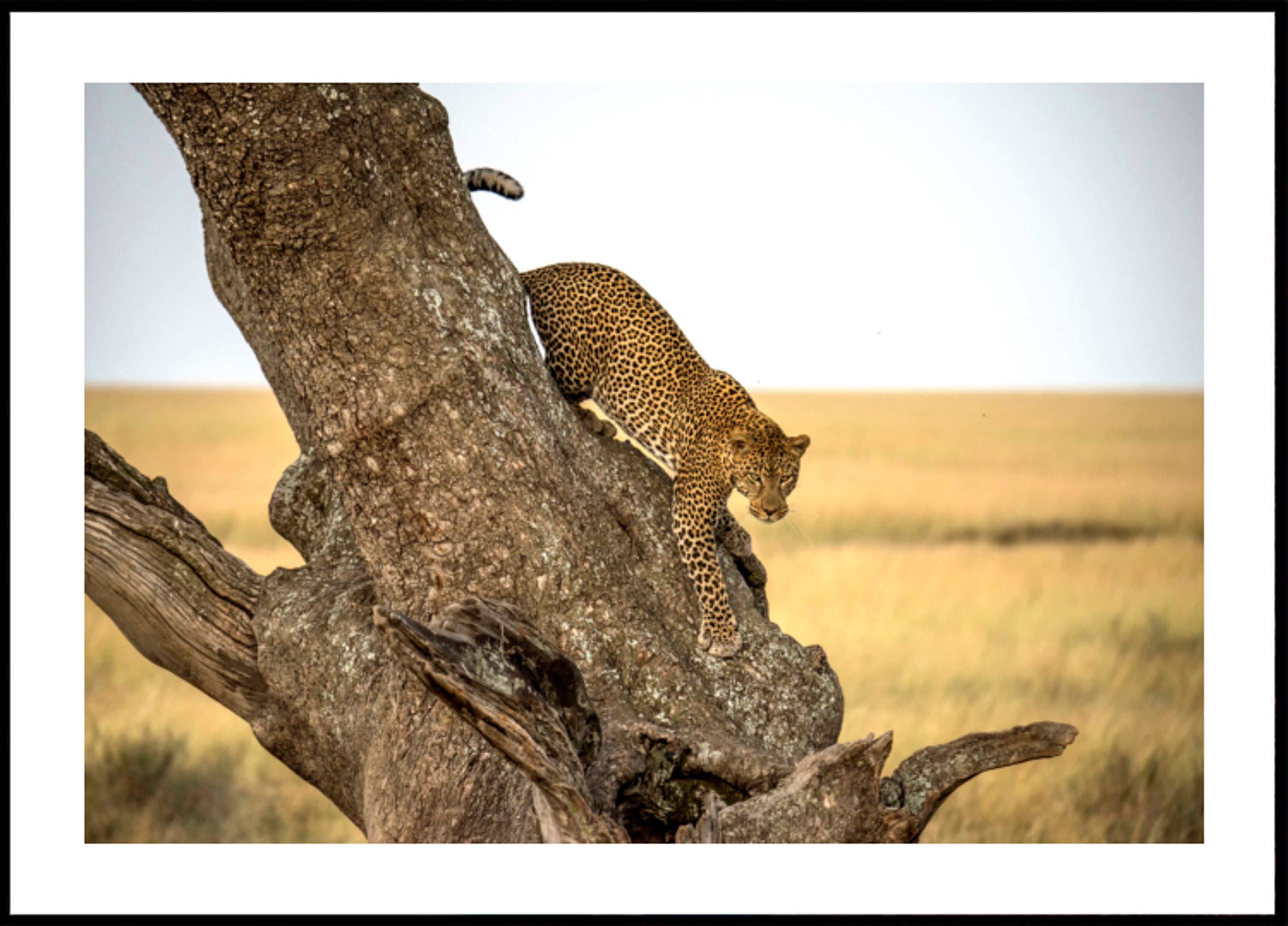 Leopard Descending Tree