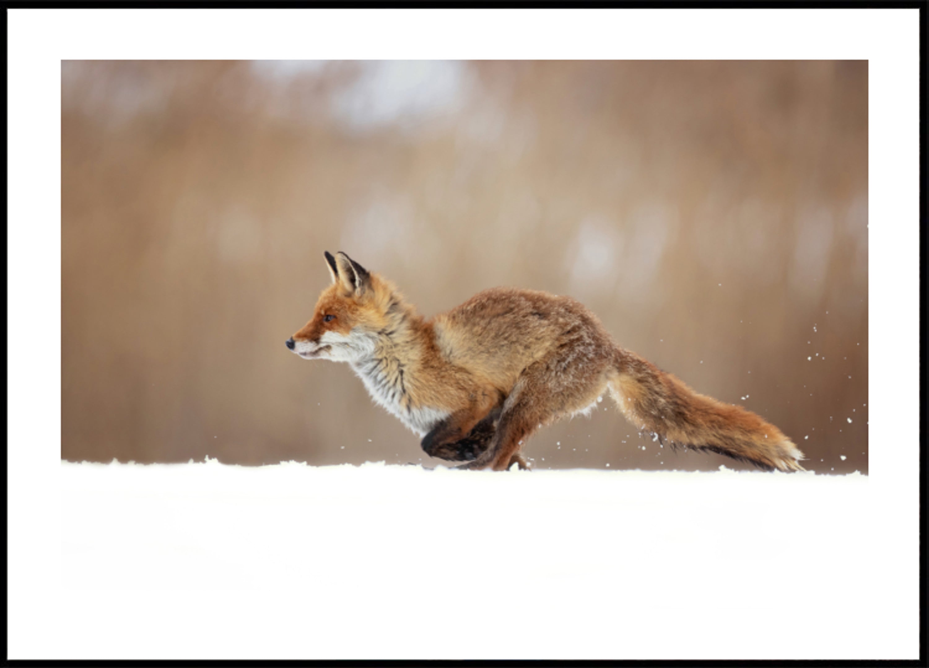 Red Fox Snow Sprint