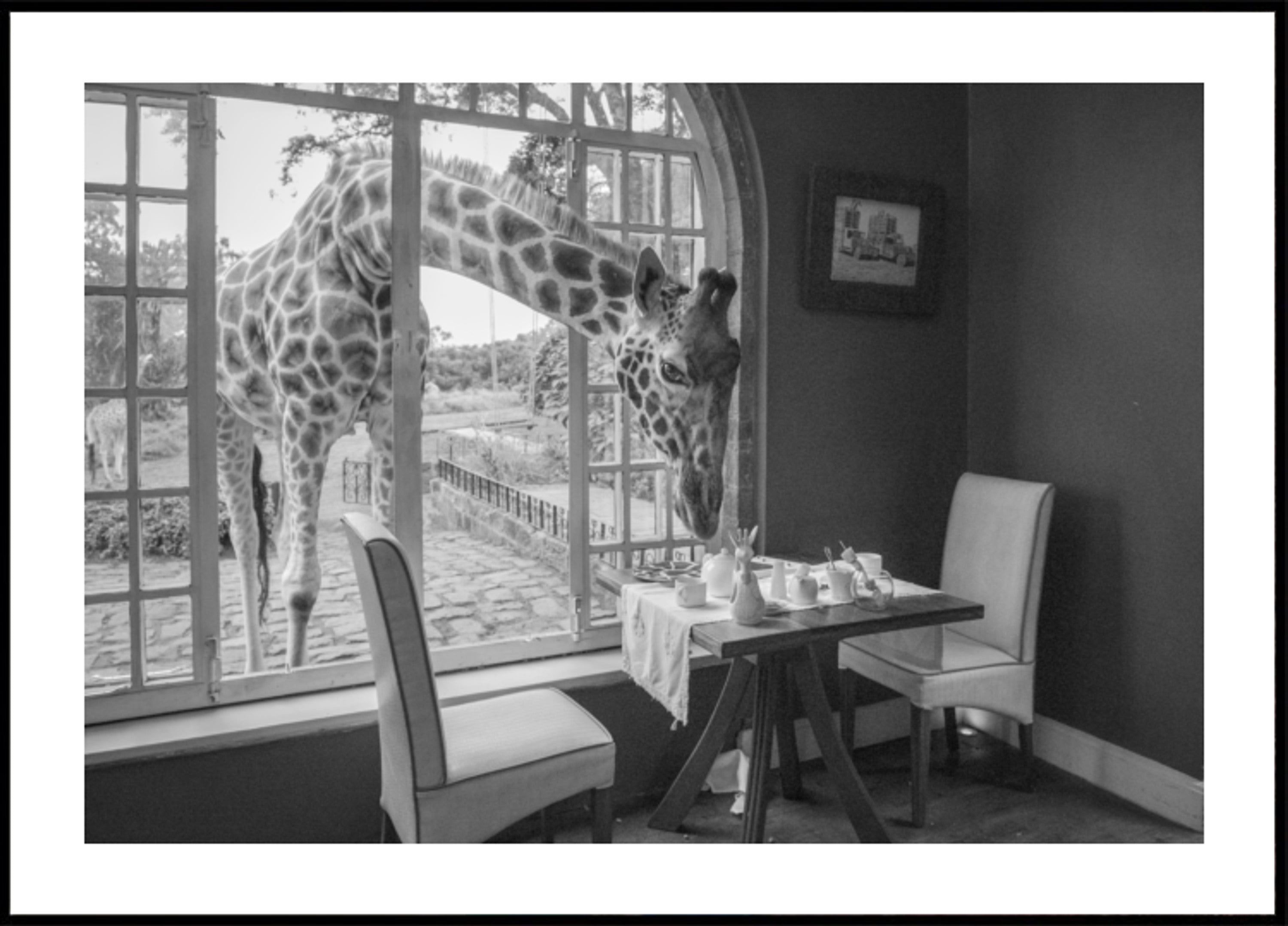 Morning Giraffe Guest