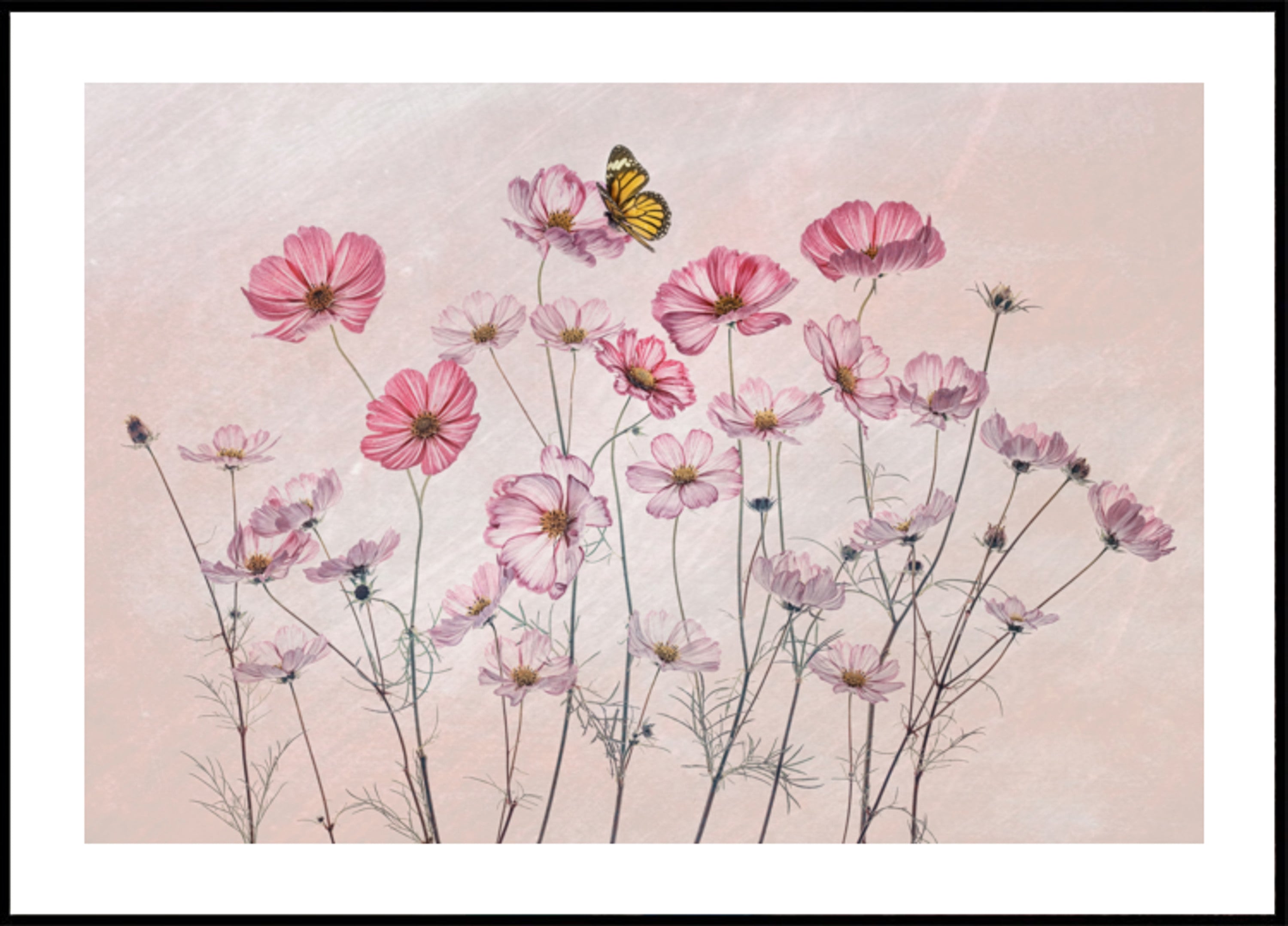 Pink Cosmos Butterfly
