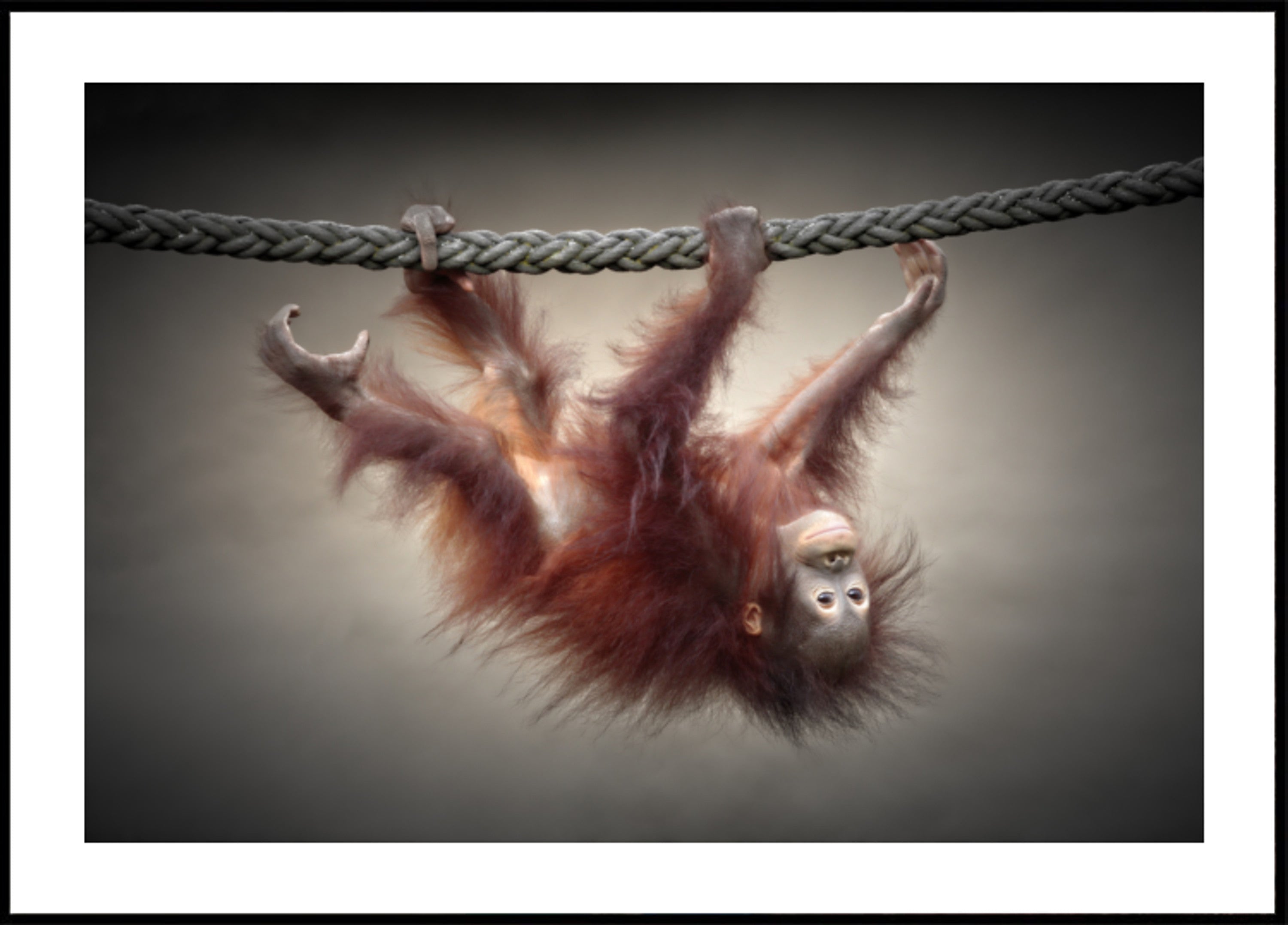 Playful Baby Orangutan