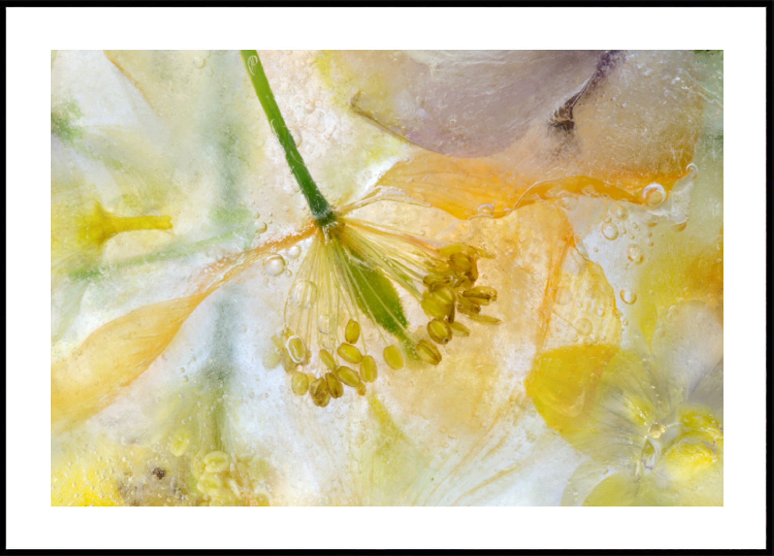 Papaver Ice