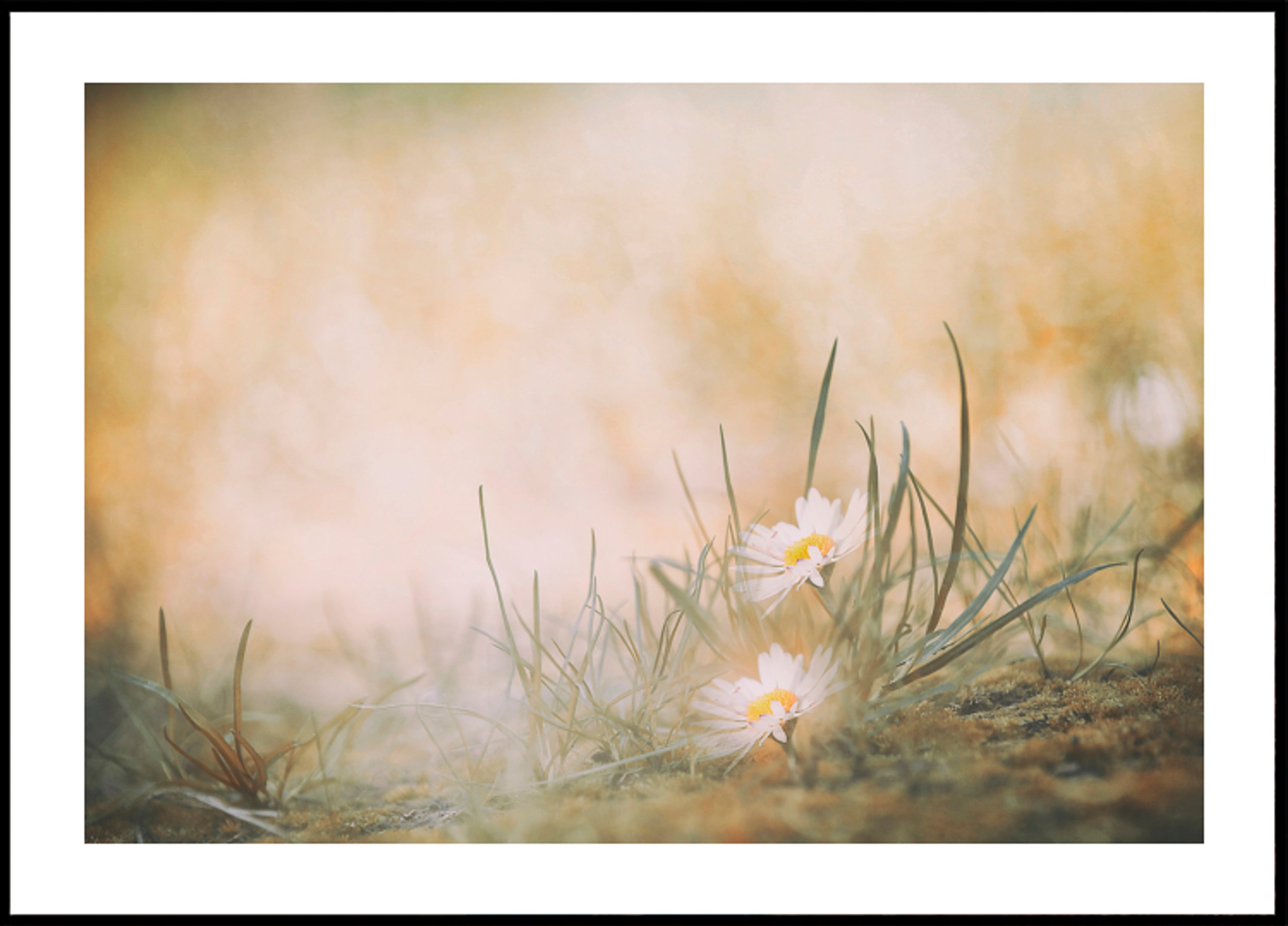 Peaceful Meadow Daisies