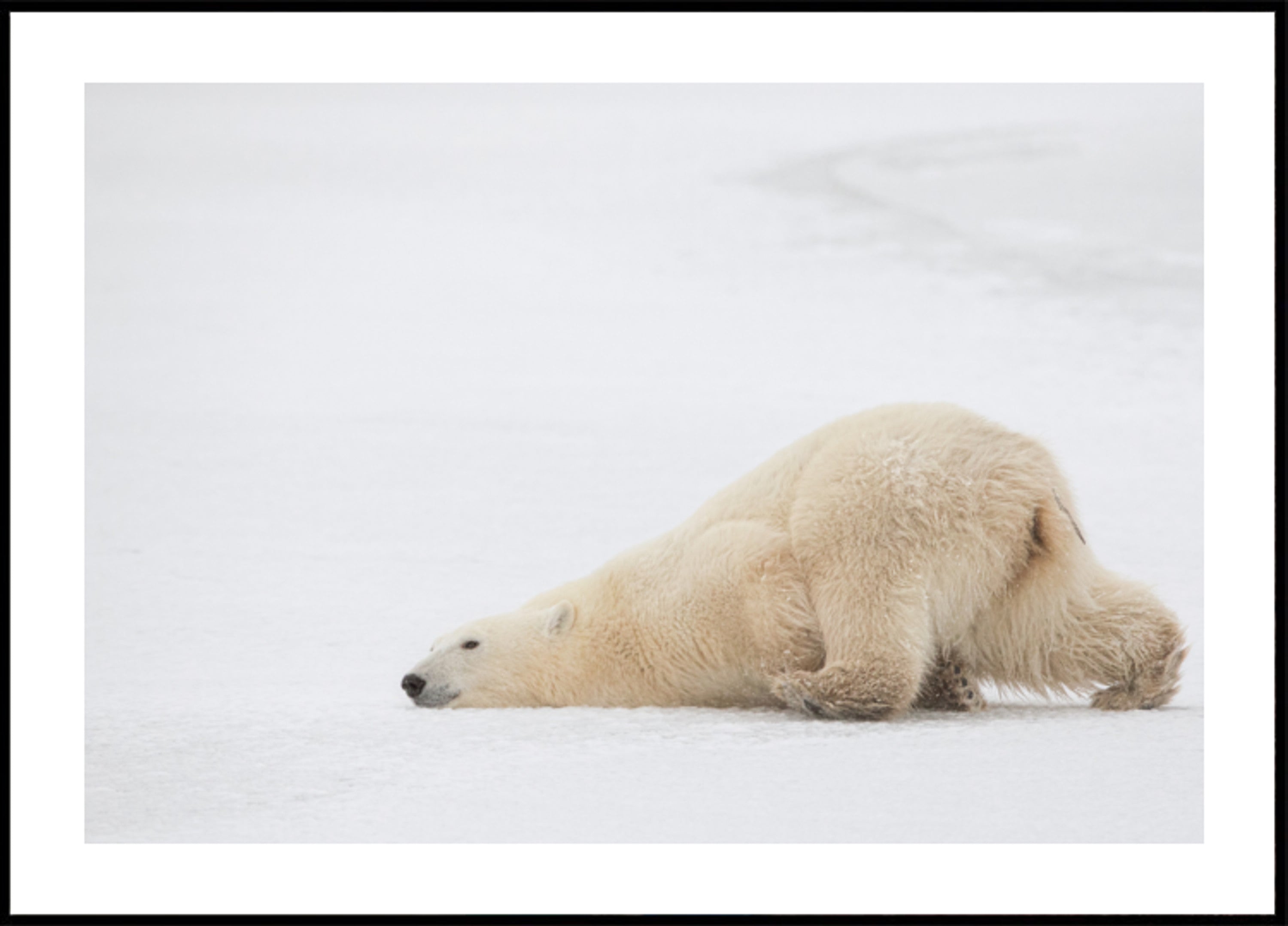 Peaceful Polar Bear Nap