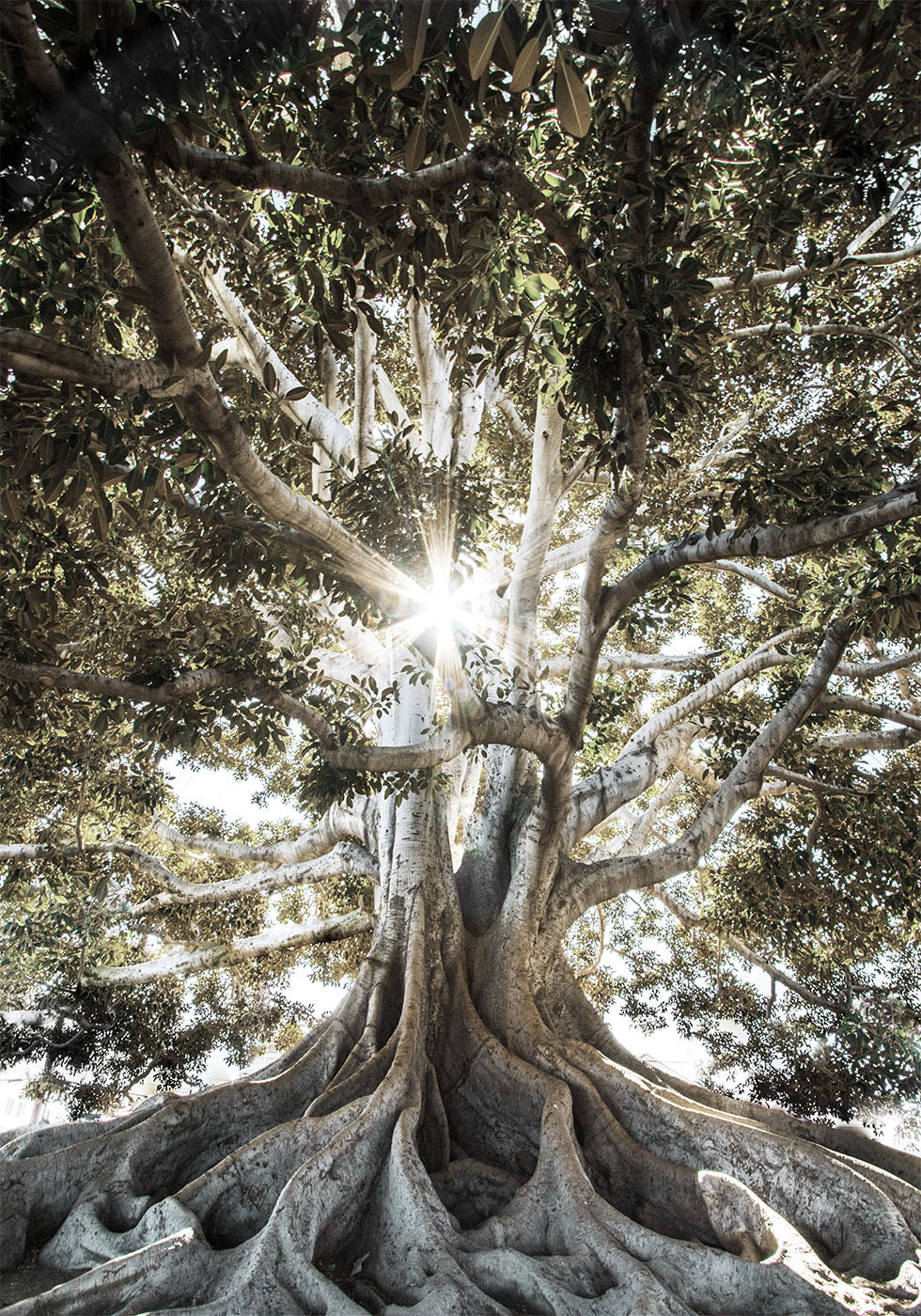 Tree with Large Roots Plakat