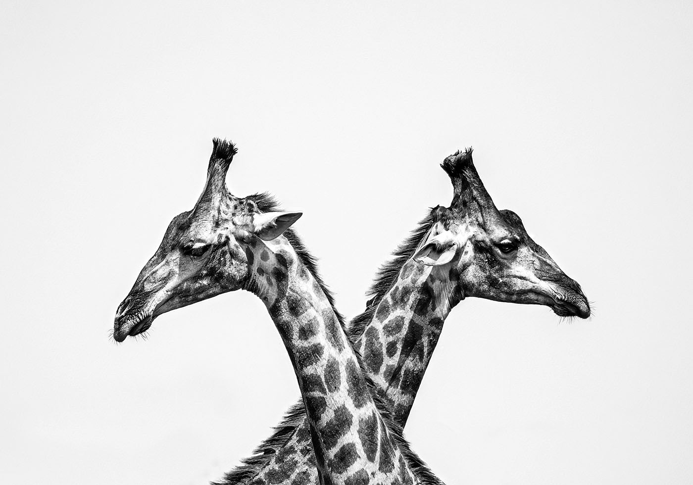 Two Giraffes Plakat