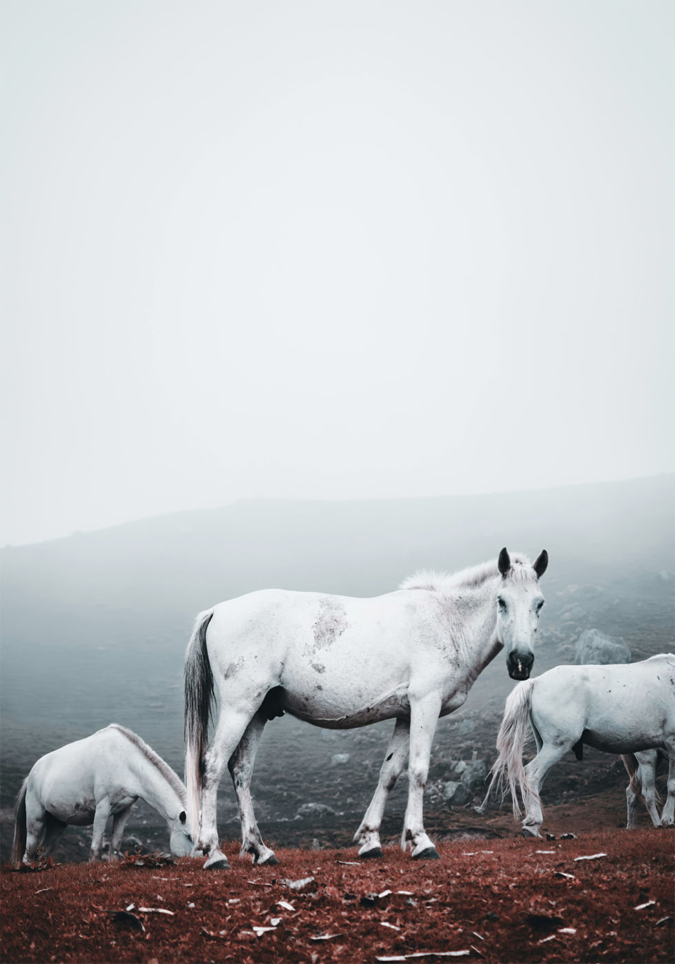 White Horses in The Fog Plakat