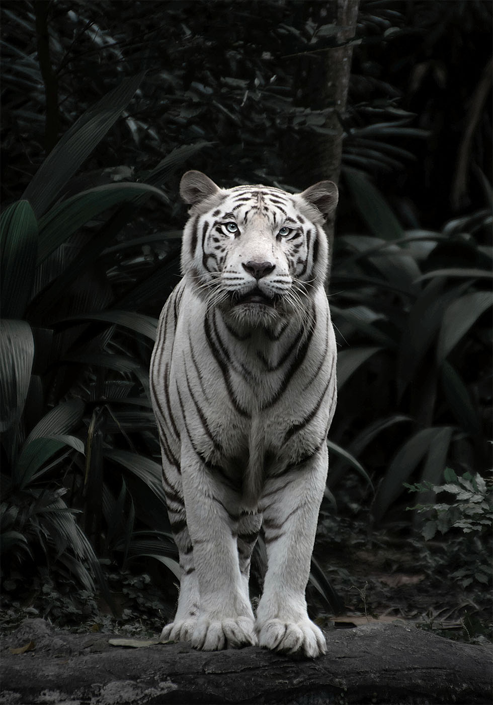 White Tiger Plakat