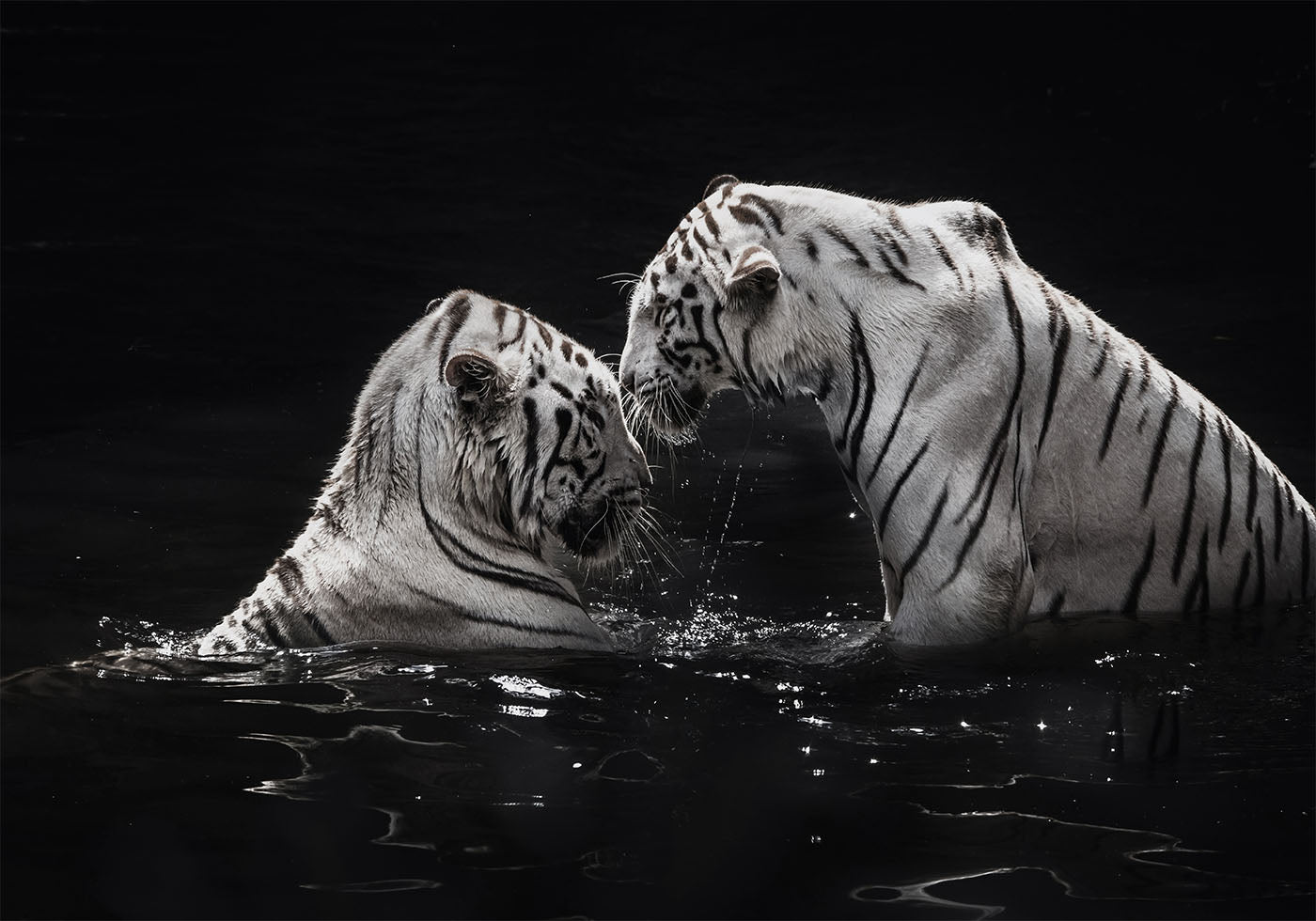 White Tigers in The Water Plakat