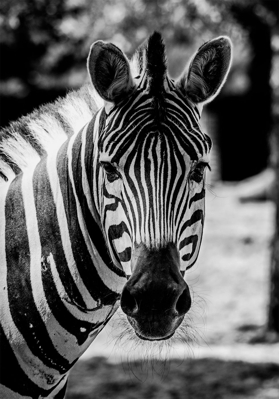 Zebra Plakat